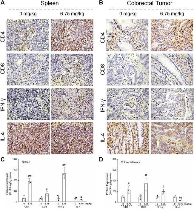 IL-4 Antibody in Immunohistochemistry (IHC)