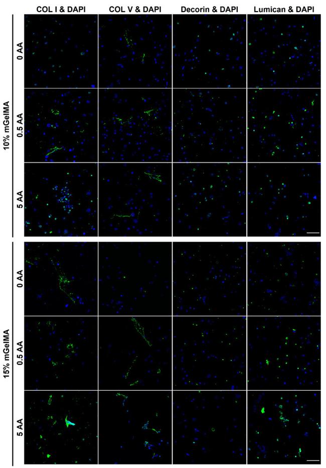 Decorin Antibody in Immunocytochemistry (ICC/IF)