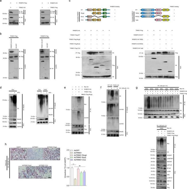 DYKDDDDK Tag Antibody in Western Blot (WB)