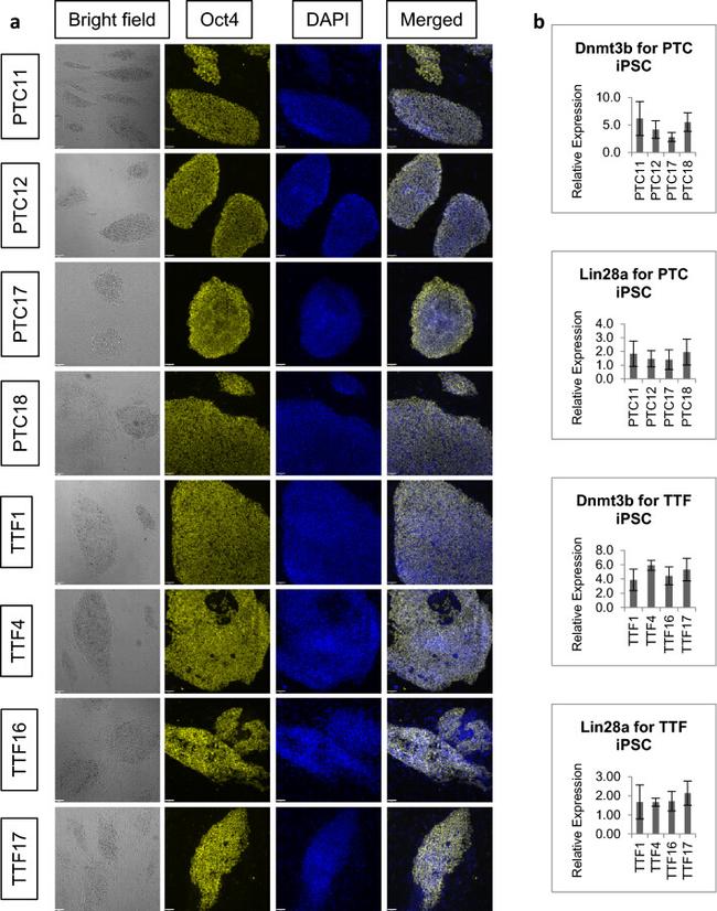 OCT4 Antibody in Immunocytochemistry (ICC/IF)