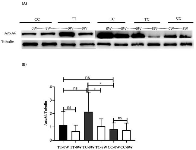 Annexin A6 Antibody in Western Blot (WB)