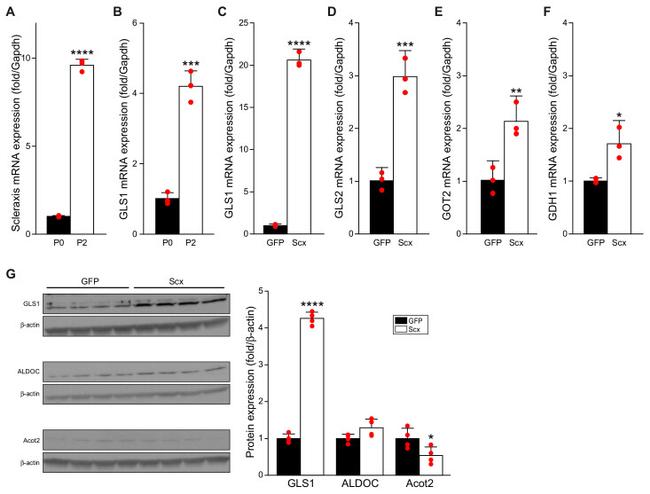 Aldolase C Antibody in Western Blot (WB)