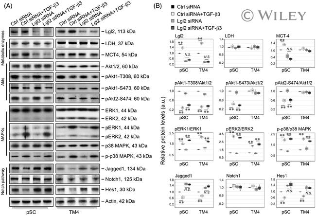 HES1 Antibody in Western Blot (WB)