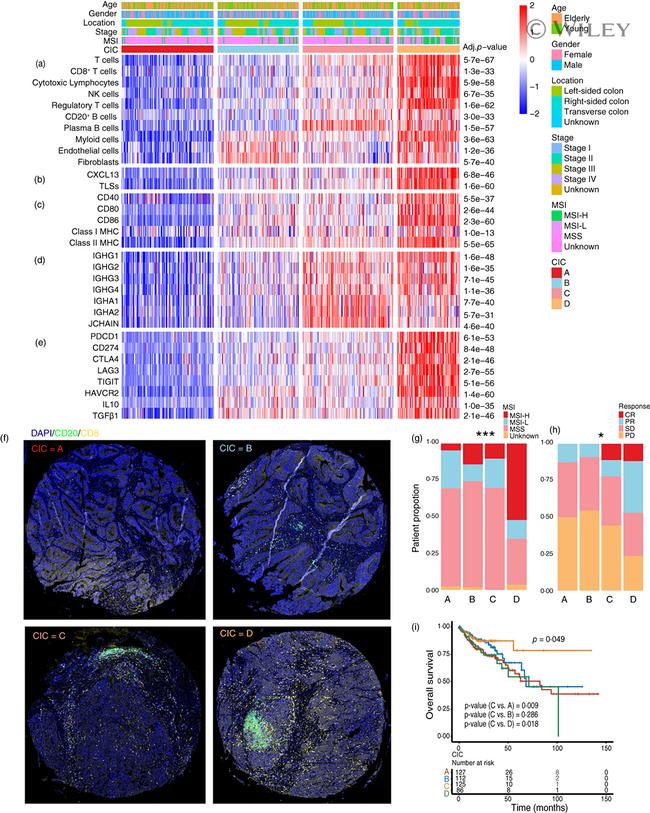 CXCL13 Antibody in Immunohistochemistry (IHC)