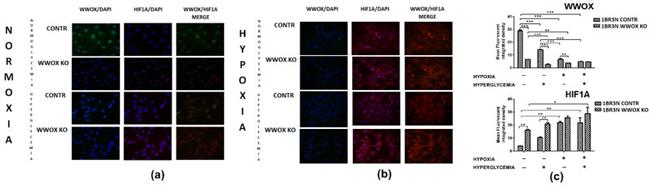 WWOX Antibody in Immunocytochemistry (ICC/IF)