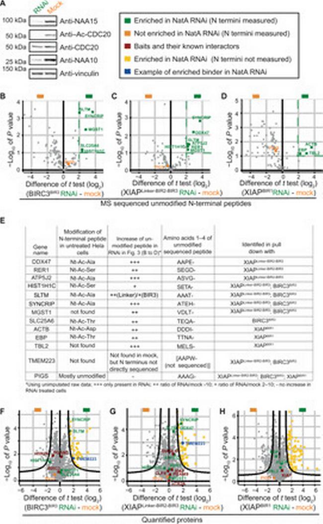 NAA15 Antibody in Western Blot (WB)