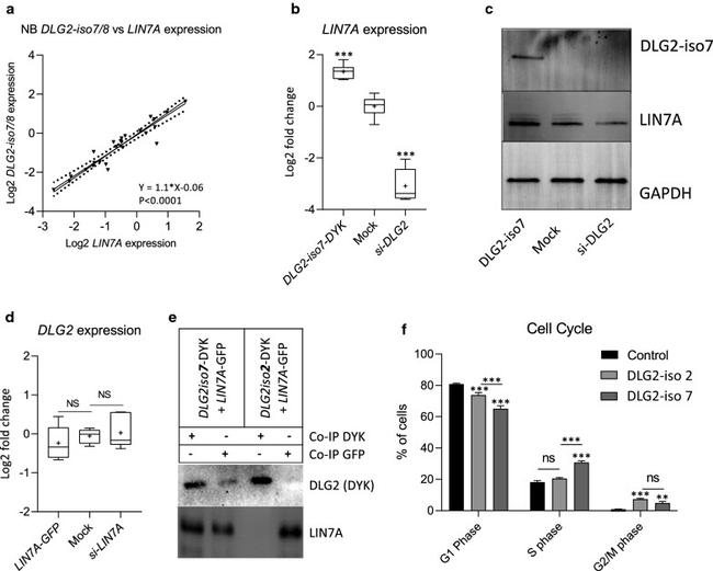 LIN7A Antibody in Western Blot (WB)