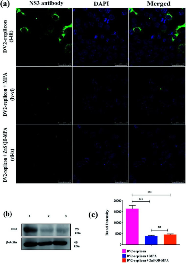 Dengue Virus Type 2 NS3 Antibody in Western Blot, Immunocytochemistry (WB, ICC/IF)