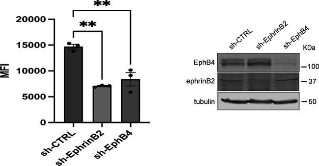 Ephrin B2 Antibody in Western Blot (WB)