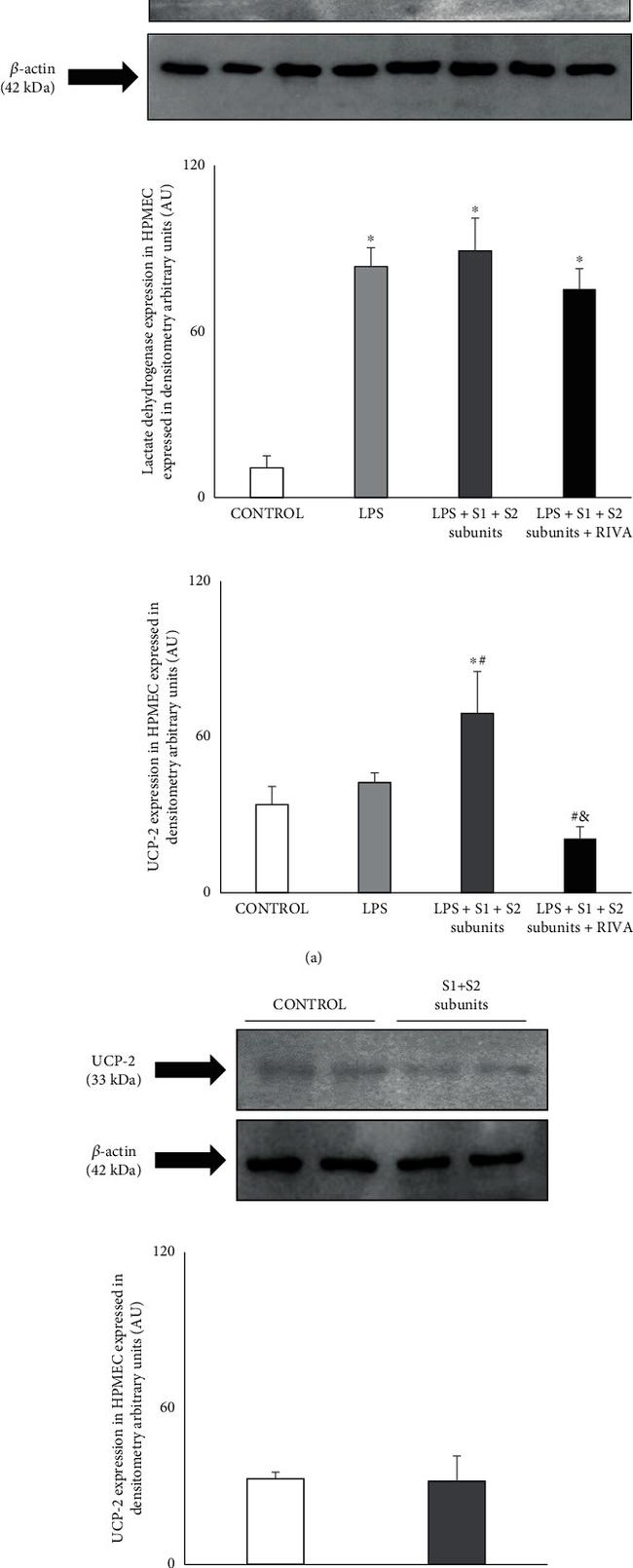 UCP2 Antibody in Western Blot (WB)