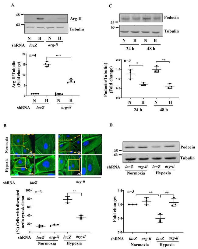 Podocin Antibody in Western Blot (WB)