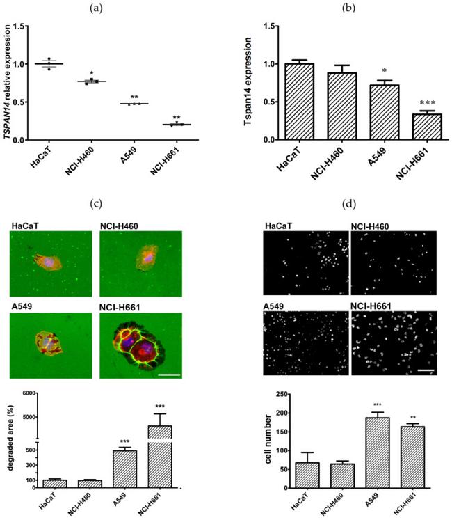 TSPAN14 Antibody in Flow Cytometry (Flow)