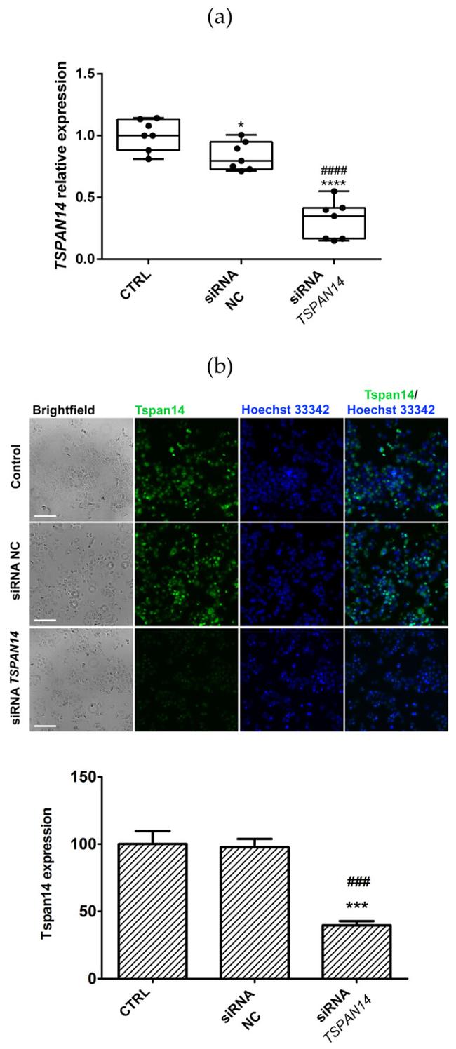 TSPAN14 Antibody in Immunocytochemistry (ICC/IF)