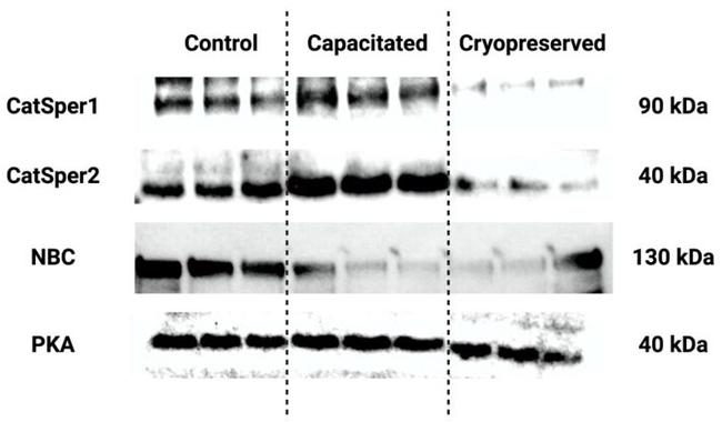 CATSPER1 Antibody in Western Blot (WB)
