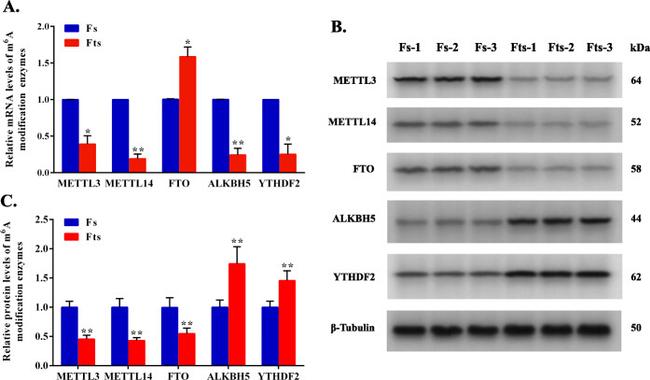 METTL14 Antibody in Western Blot (WB)