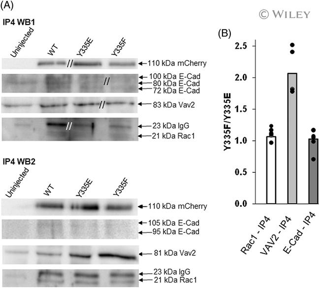 RAC1 Antibody in Western Blot (WB)