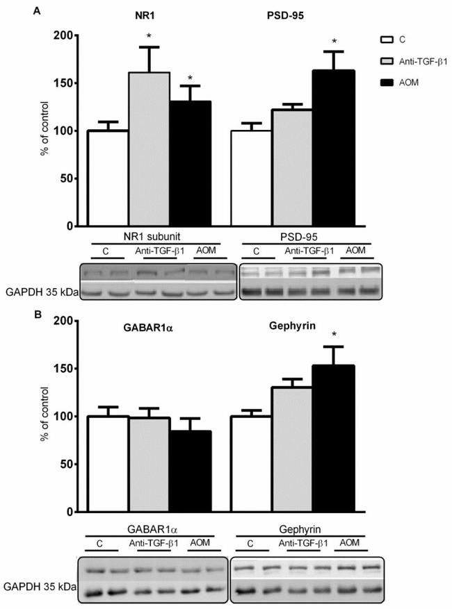 NR1 Antibody in Western Blot (WB)