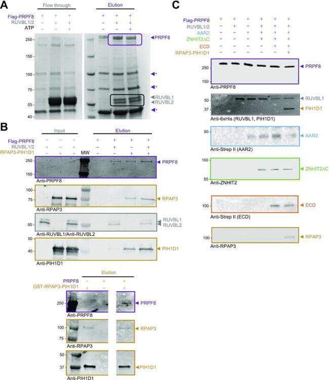 PIH1D1 Antibody in Western Blot (WB)