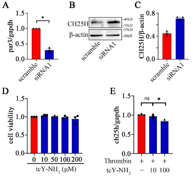 CH25H Antibody in Western Blot (WB)