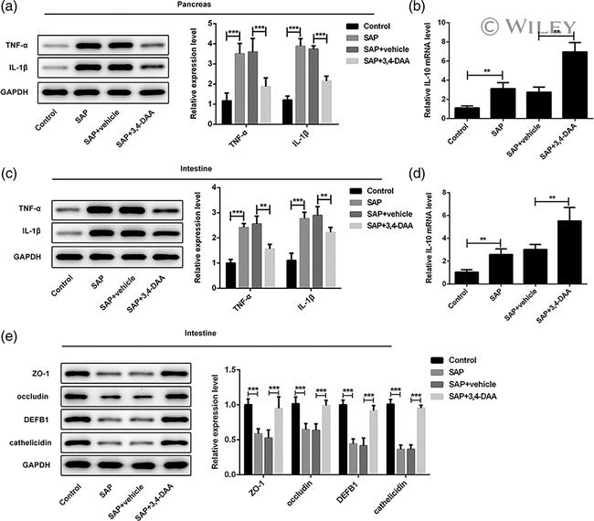 ZO-1 Antibody in Western Blot (WB)