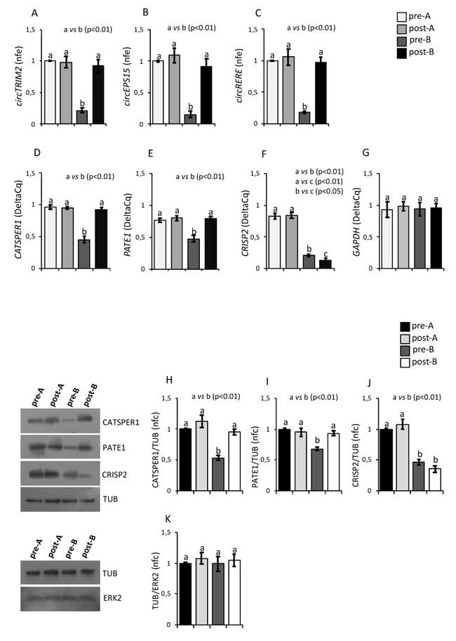 CATSPER1 Antibody in Western Blot (WB)