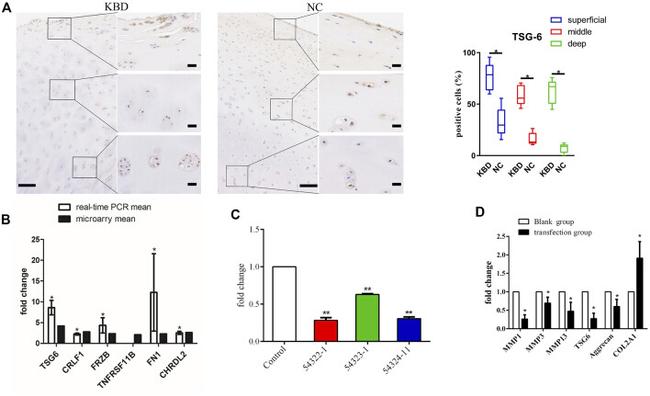 TNFAIP6 Antibody in Immunohistochemistry (IHC)