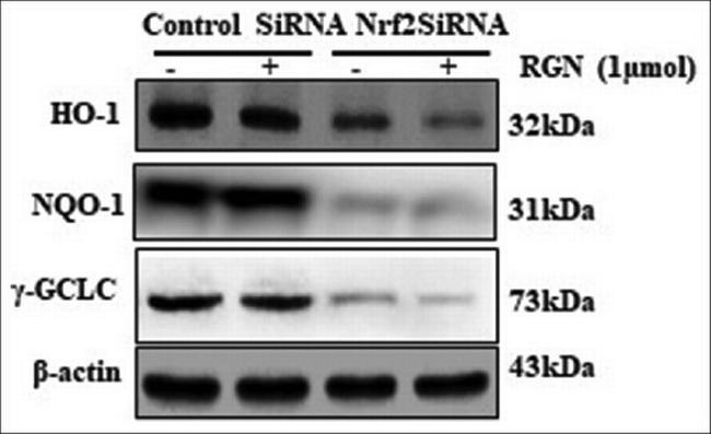 HO-1 Antibody in Western Blot (WB)