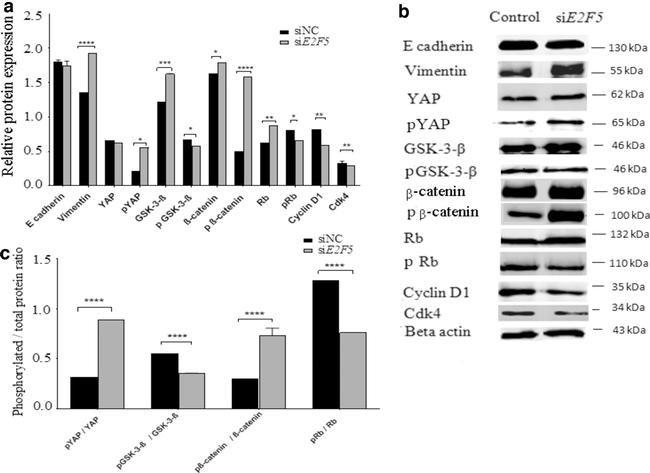 beta Catenin Antibody in Western Blot (WB)