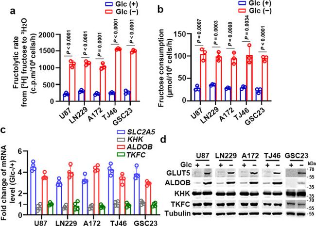 GLUT5 Antibody in Western Blot (WB)