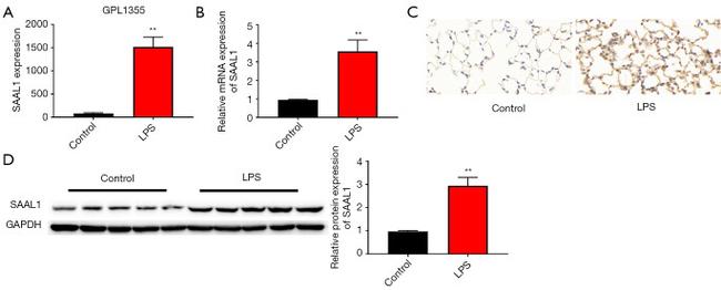 SAAL1 Antibody in Western Blot (WB)