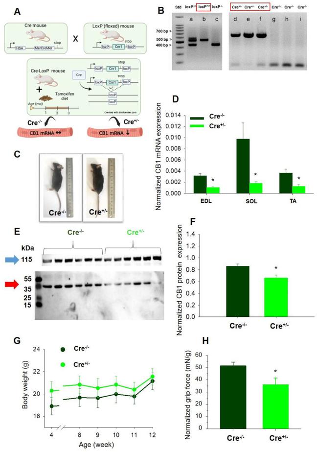 Cannabinoid Receptor 1 Antibody in Western Blot (WB)