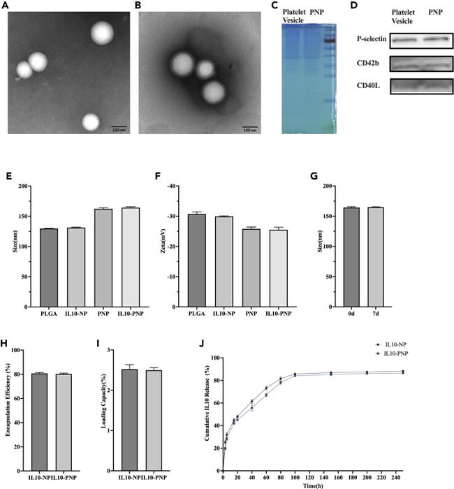 CD42b Antibody in Western Blot (WB)