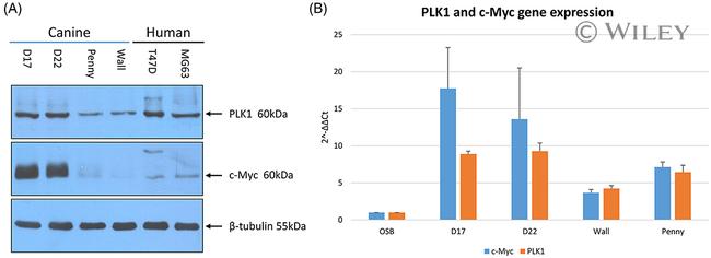 PLK1 Antibody in Western Blot (WB)