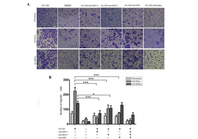 c-Met Antibody in Flow Cytometry (Flow)