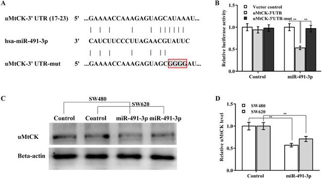 CKMT1B Antibody in Western Blot (WB)