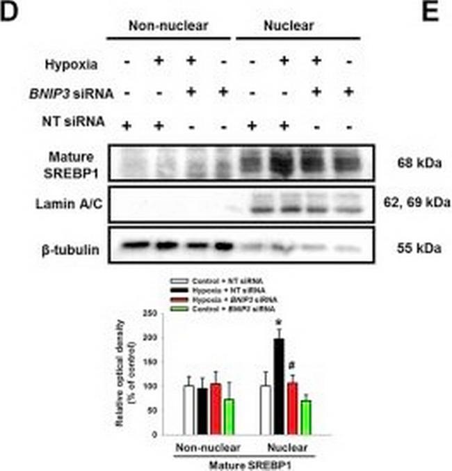 Mouse IgG (H+L) Secondary Antibody in Western Blot (WB)