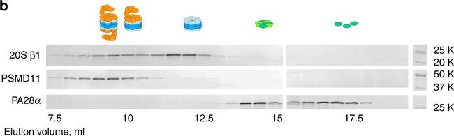 Mouse IgG (H+L) Cross-Adsorbed Secondary Antibody in Western Blot (WB)