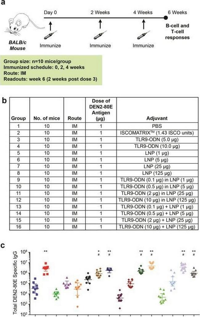 Mouse IgG (H+L) Secondary Antibody in ELISA (ELISA)