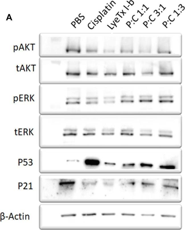 Mouse IgG (H+L) Secondary Antibody in Western Blot (WB)