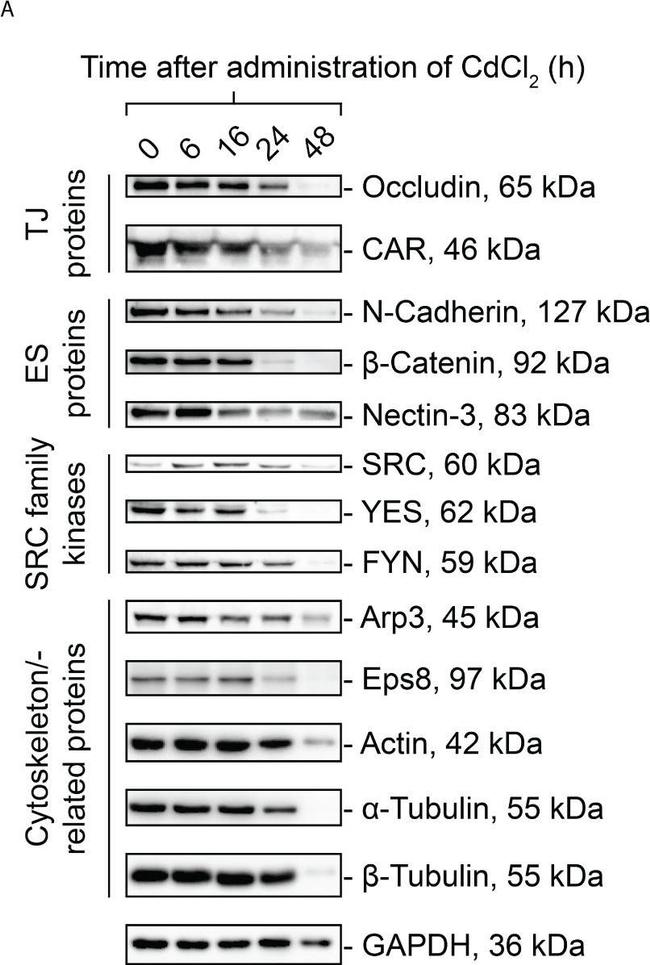 Rabbit IgG (H+L) Secondary Antibody in Western Blot (WB)