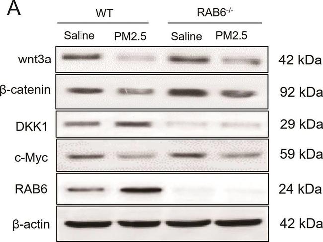 Rabbit IgG (H+L) Secondary Antibody in Western Blot (WB)