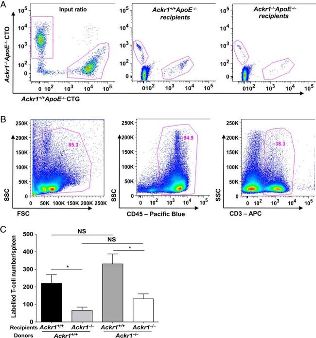 CD45.2 Antibody in Flow Cytometry (Flow)