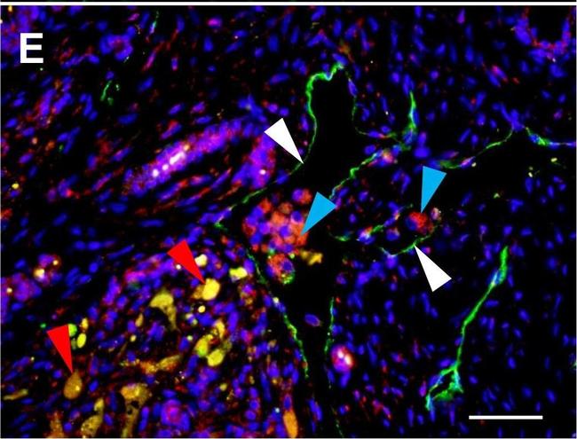 Mouse IgG (H+L) Cross-Adsorbed Secondary Antibody in Immunohistochemistry (Paraffin) (IHC (P))