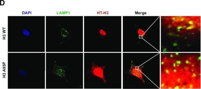 Mouse IgG (H+L) Cross-Adsorbed Secondary Antibody in Immunocytochemistry (ICC/IF)