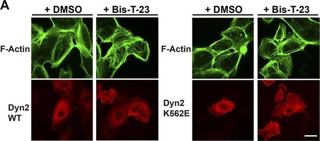 Mouse IgG (H+L) Cross-Adsorbed Secondary Antibody in Immunocytochemistry (ICC/IF)