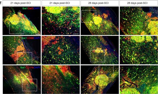 Rat IgG (H+L) Cross-Adsorbed Secondary Antibody in Immunohistochemistry (IHC)