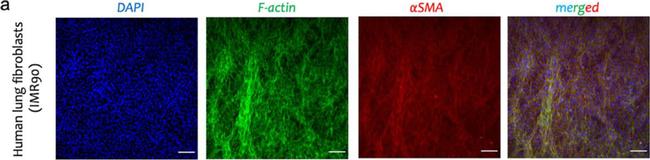 Mouse IgG (H+L) Cross-Adsorbed Secondary Antibody in Immunocytochemistry (ICC/IF)