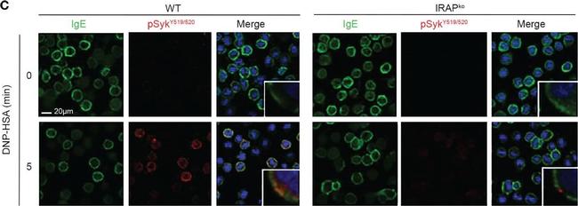 Rabbit IgG (H+L) Cross-Adsorbed Secondary Antibody in Immunocytochemistry (ICC/IF)