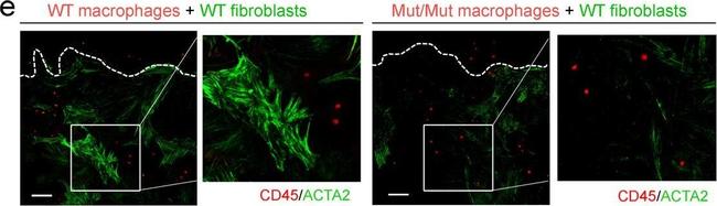 Mouse IgG (H+L) Cross-Adsorbed Secondary Antibody in Immunocytochemistry (ICC/IF)