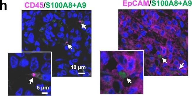 Rabbit IgG (H+L) Highly Cross-Adsorbed Secondary Antibody in Immunohistochemistry (Paraffin) (IHC (P))